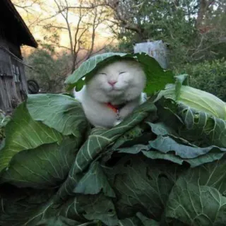 🍑 cat, cabbage, garden, animal, cute, pet, vegetable telegram sticker