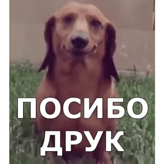 😘 ПОСИБО ДРУК 狗, 腊肠犬, 谢谢, 朋友, 动物, 可爱 whatsapp sticker