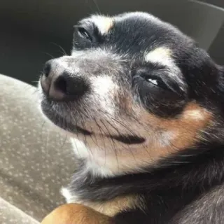 😬 Hund, Chihuahua, Haustier, Tier, süß, Porträt whatsapp sticker