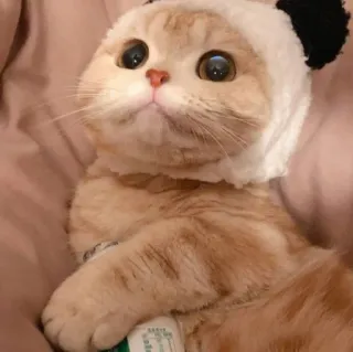 😺 gato, panda, animal, animal de estimação, fofo whatsapp sticker