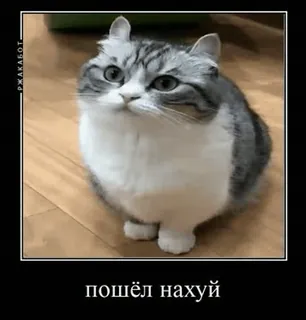 🖕 пошёл нахуй gato, ofensivo, russo, animal, meme whatsapp sticker