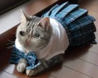 😢 кот, животное, питомец, милый, котенок, школьная форма, клетка telegram sticker