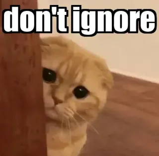 👀 don't ignore gato, gatito, lindo, suplicante, rogando, meme telegram sticker