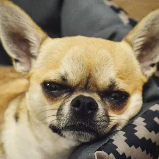 🐶 dog, chihuahua, pet, animal, cute, sleepy telegram sticker