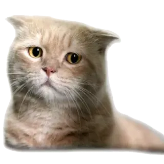 😭 cat, animal, pet, feline telegram sticker