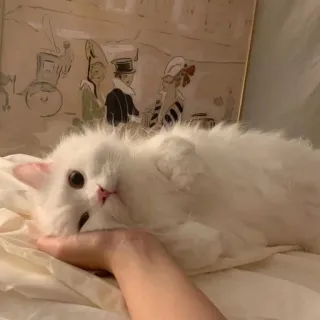 🥞 猫, かわいい, ペット, 動物, 白, ふわふわ, 家庭, ネコ科 whatsapp sticker