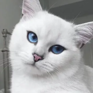 🙄 mèo, mèo trắng, mắt xanh, động vật, thú cưng, mèo telegram sticker