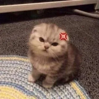 😠 猫, 子猫, 怒り, 可愛い, 動物, ペット telegram sticker