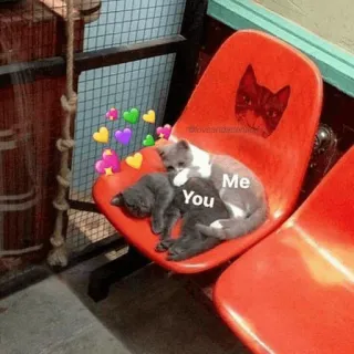 ❤️ You Me 고양이, 사랑, 애정, 귀여운, 애완동물, 동물, 관계 telegram sticker