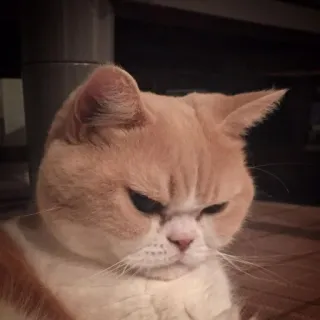 😾 猫, 動物, ペット, かわいい, 家庭的, ネコ科 telegram sticker