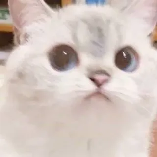 😳 猫, 子猫, 可愛い, 動物, ペット, 白猫 telegram sticker