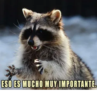 ☝️ ESO ES MUCHO MUY IMPORTANTE. rakun, binatang, lucu, kocak, meme whatsapp sticker