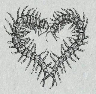❤️ mille-pattes, coeur, insecte, arthropode, amour, effrayant, anatomie telegram sticker