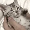 🐱