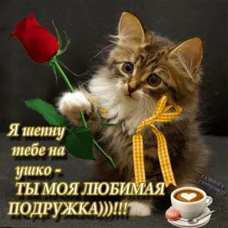 💏 Я шепну тебе на ушко - ТЫ МОЯ ЛЮБИМАЯ ПОДРУЖКА)))!!! cat, kitten, rose, friendship, heart, coffee, love, greeting telegram sticker