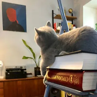 🖼 СТРОФЫ ВЕКА kucing, buku, hewan peliharaan, literatur, hewan peliharaan, membaca, kucing rumahan telegram sticker