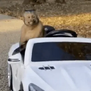 🐵 monyet, mengemudi, mobil, binatang, kendaraan, lucu telegram sticker