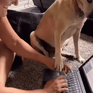 🤩 hunde, haustiere, computer, laptop, tiere, lustig, haustiere telegram sticker