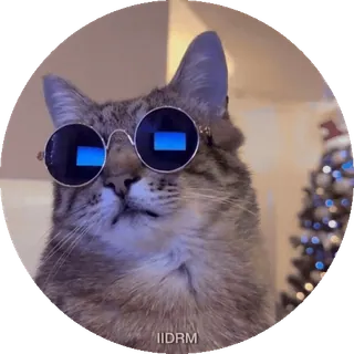 😎 IIDRM gatto, occhiali da sole, animale, animale domestico, figo, divertente, meme telegram sticker