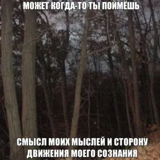 💁 МОЖЕТ КОГДА-ТО ТЫ ПОЙМЁШЬ
СМЫСЛ МОИХ МЫСЛЕЙ И СТОРОНУ
ДВИЖЕНИЯ МОЕГО СОЗНАНИЯ wald, bäume, text, russisch telegram sticker