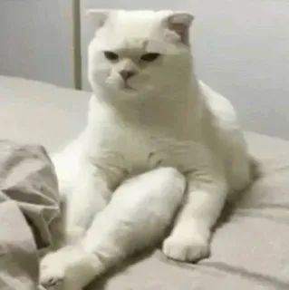 🧈 chat, chat blanc, chat drôle, animal, animal de compagnie telegram sticker