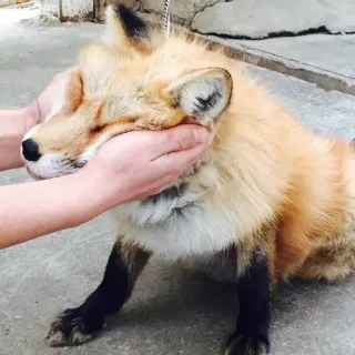 🦊 whatsapp sticker