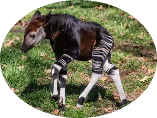 🐴 Окапи, Животное, Зебра, Жираф, Дикая природа, Природа telegram sticker