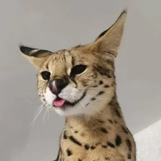 😛 Serval, Katze, Tier, Wildtier, Felide, Säugetier, exotisches Haustier whatsapp sticker