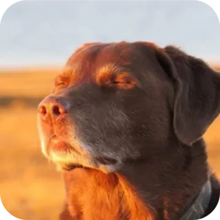 🐶 chien, labrador chocolat, animal de compagnie, animal, mammifère, animal domestique telegram sticker