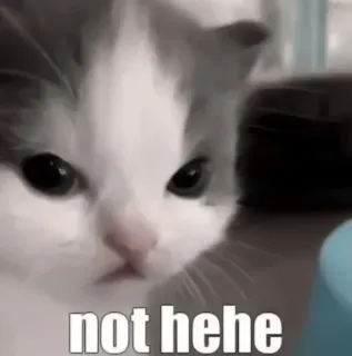 🐾 not hehe gato, gatito, meme, gracioso, animal telegram sticker