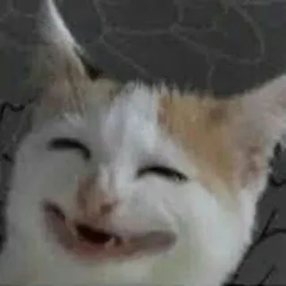 😅 cat, kitten, happy, animal, pet telegram sticker