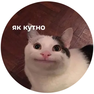 😋 ЯК КУТНО kat, meme, schattig, grappig whatsapp sticker