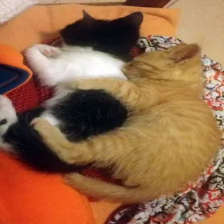 🥰 gatti, gattini, dormire, animali, carino, gatto arancione, gatto bianco e nero telegram sticker