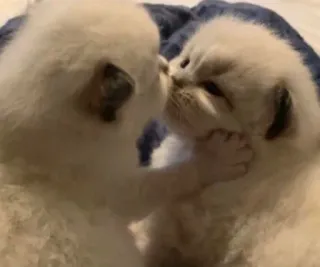 😘 kittens, cats, cute, animals, pets, adorable whatsapp sticker