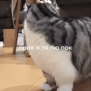 🥰 прив я тя лю пок Katze, Haustier, Tier, süß telegram sticker