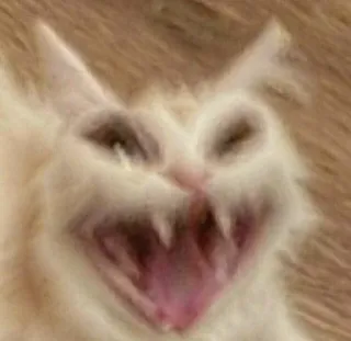 🤩 gatto, meme, arrabbiato, divertente, animale domestico, animale, denti telegram sticker