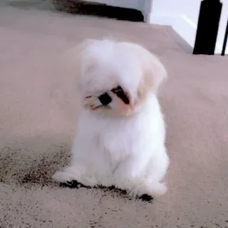 🥺 chó, chó trắng, chó con, dễ thương, động vật, thú cưng, xù telegram sticker