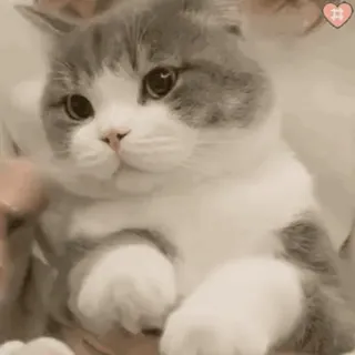 🖐 kat, huisdier, dier, schattig, kitten, huiskat telegram sticker