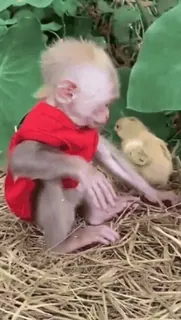 ๐ monkey, baby animal, animal, cute, chick telegram sticker