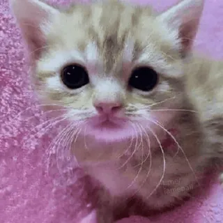 😞 gatto, gattino, carino, animale, animale domestico telegram sticker