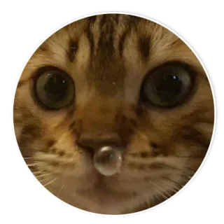 😪 gato, animal, burbuja, lindo, mascota, gracioso telegram sticker