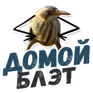 🏡 ДОМОЙ БЛЯТ bird, russian, text, offensive whatsapp sticker