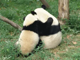👭 pandas, animals, bears, hugging, cute, wildlife telegram sticker