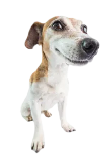 Timmy the Dogger | @Rosberth telegram stickers