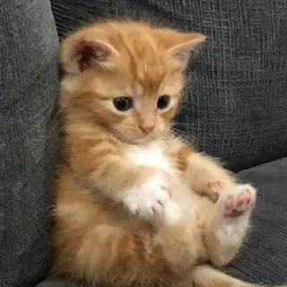 😇 子猫, 猫, かわいい, ペット, 茶トラ, ネコ telegram sticker