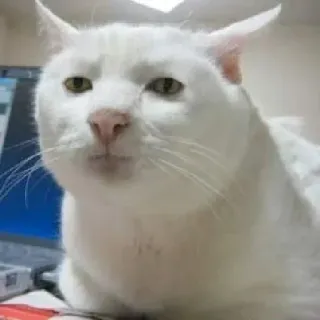 🤐 gato, gato branco, gato engraçado, animal, animal de estimação telegram sticker