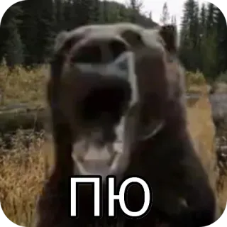🐻 ПЮ bear, animal, wildlife, nature, meme telegram sticker