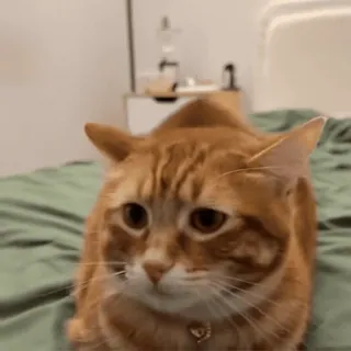 🥺 Katze, orange Katze, Haustier, Hauskatze, Katzenartig telegram sticker
