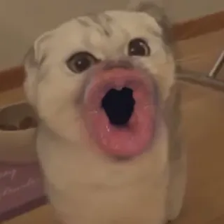 😲 chat, lèvres, drôle, mème, animal telegram sticker