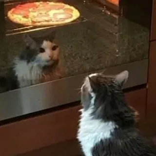 🍕 고양이, 피자, 오븐, 음식, 동물, 애완동물, 반사 telegram sticker